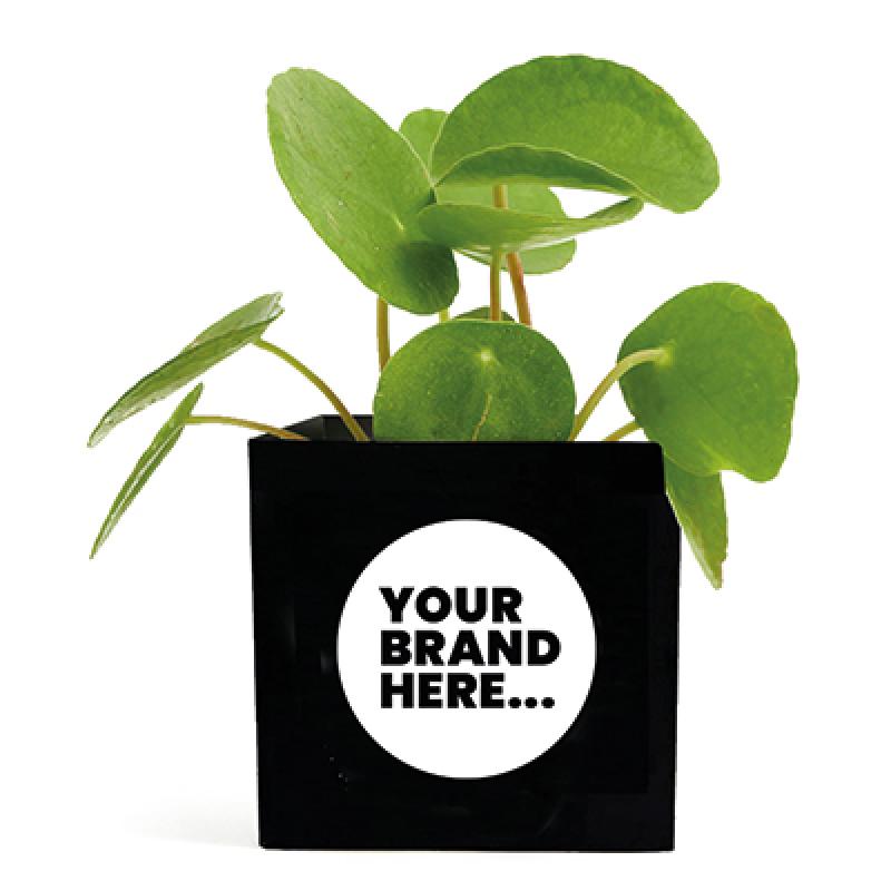 Aluminium Plant Pot