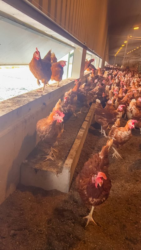 Poultry Ramps & Platforms