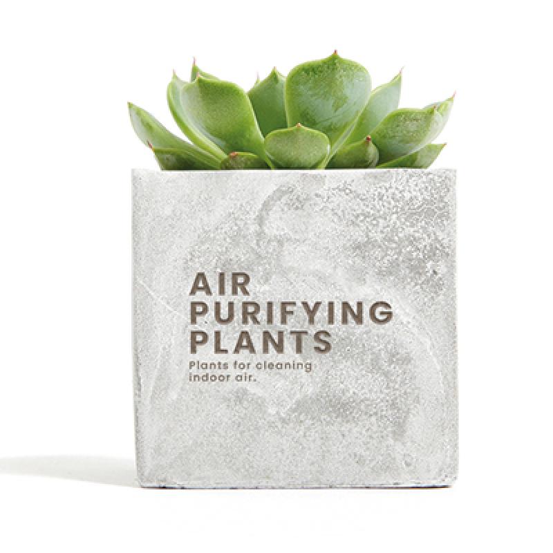 Plant in Concrete Pot