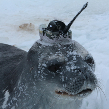 Valeport CTD Sensors help Antarctic predators unravel the mysteries of the Weddell Sea