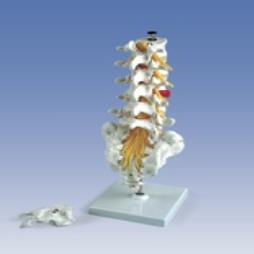 Lumbar Spines