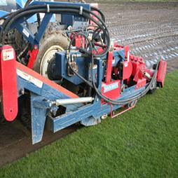 High Quality Lawn Turf