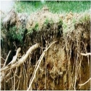 Root Blockage Pipes and Drains