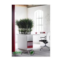 Plants for the office in Leicestershire 