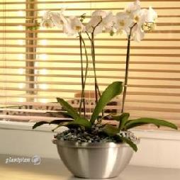 Artificial Plants from Plant Plan 