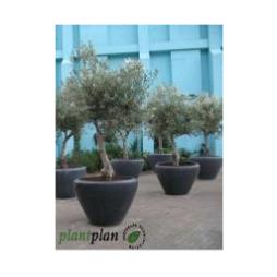 Exterior plants from Plant Plan 