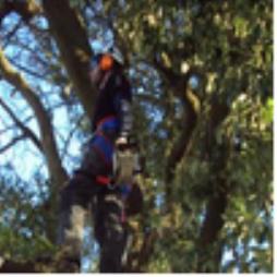 Arboriculture Services in Wales