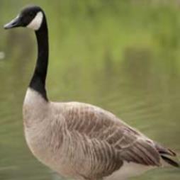 Canada Geese Control and Management  Cheshire 