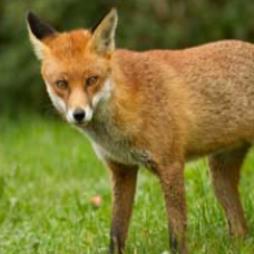 Fox Pest Control Services  Cheshire