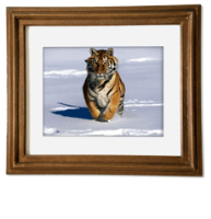Quality Printed and Framed Photo Canvases 