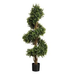 Buxus Spiral Outdoor Plant