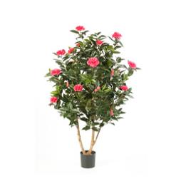 Camellia Tree in White or Pink