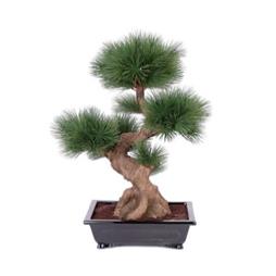 Pine Bonsai in Black Ceramic Planter