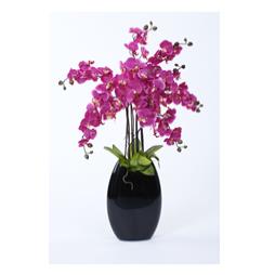 Cerise Orchid Display