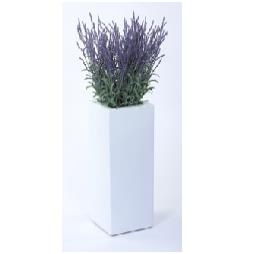 Lavender in Tall White Fibreglass Cube Planter 
