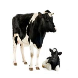 Lactosym Vet Gluten & Dairy Free Probiotic Supplement For Livestock
