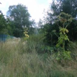 Giant Hogweed - Geotechnical and Environmental Services