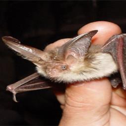 Bat Surveys and Assessments Ashford