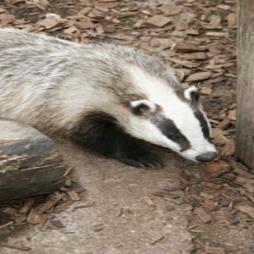 Badger Surveys and Services Burgess Hill	