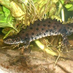 Great Crested Newt Surveys Haslemere