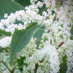 Where can I see Japanese knotweed pictures?