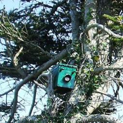 Bat Remote Monitoring Services In Cornwall