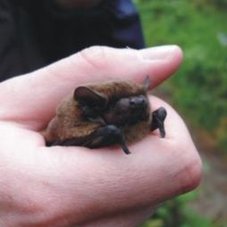 Bat Survey for Planning Applications and Legal Compliance