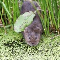 Water Vole Survey from Adonis Ecology