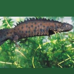 Great Crested Newt Survey