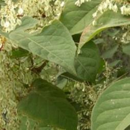 Insured Guarantees for Properties with Japanese Knotweed