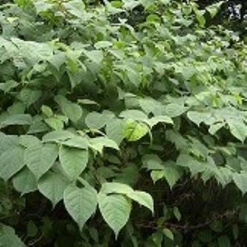 Know Your Enemy - Learn How to Recognise Japanese Knotweed