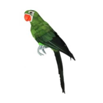Green Tropic Parrot Show Props