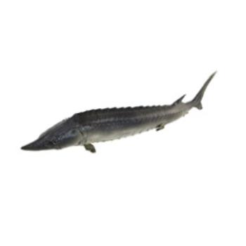 Rubber Sturgeon Fish