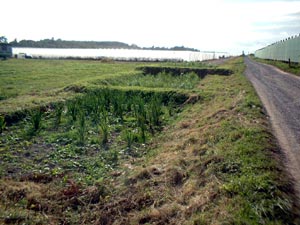 Household Reedbed Systems Building 