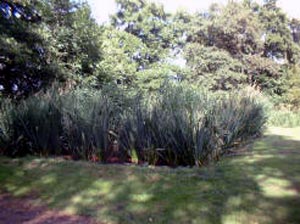 Building of Living Soakaways 