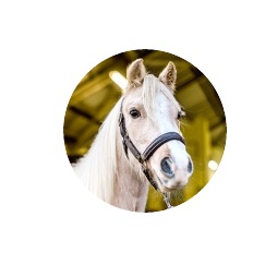 Horse Rehoming Services
