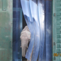 Zoo Animal Strip Curtains