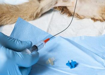 KatKath adjustable feline urinary catheter placement