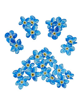 Pet Berievment card with Forget-me-not paw print Picture