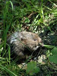 Protected Water Vole Surveys