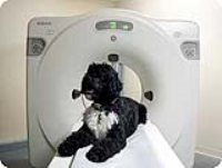 Veterinary X-Ray Equipment Suppliers