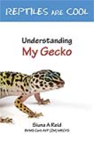 Guide To Caring For Geckos