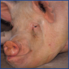 Porcine Reproductive and Respiratory Syndrome Virus Testing
