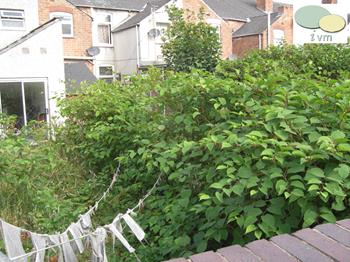 Giant Knotweed Removal In Birmingham