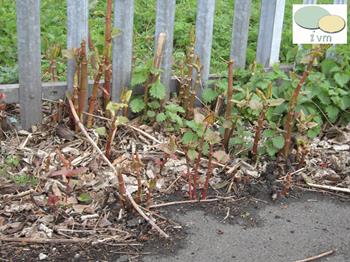 Knotweed Removal Services