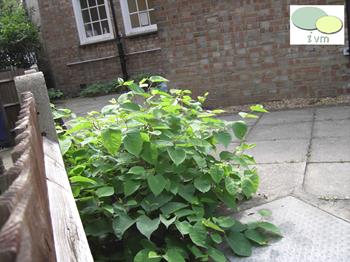Hybrid Knotweed Treatment In The Midlands