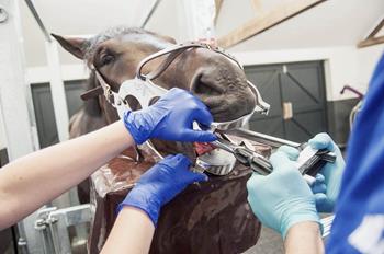 Equine Cavity Restorations