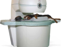 Veterinary MRI Systems For Dogs