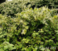 Commercial Instant Japanese Knotweed Clearance Services