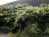 Commercial Japanese Knotweed Invasive Weed Removal
